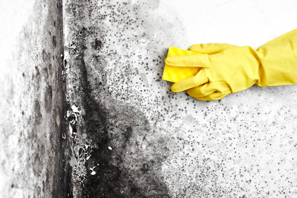 Mold Testing and Removal in Timberlane, LA