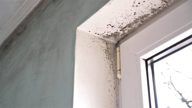 Best Emergency Mold Removal  in Timberne, LA