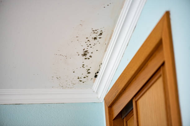 Best Office Mold Removal Services  in Timberne, LA