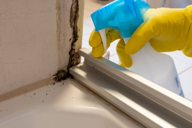 Best Affordable Mold Removal  in Timberne, LA
