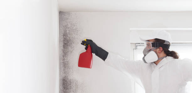 Best Affordable Mold Removal  in Timberne, LA