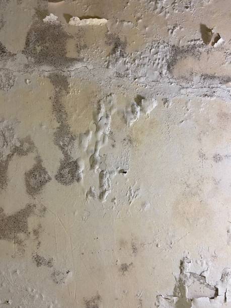 Best Mold Cleaning Services  in Timberne, LA