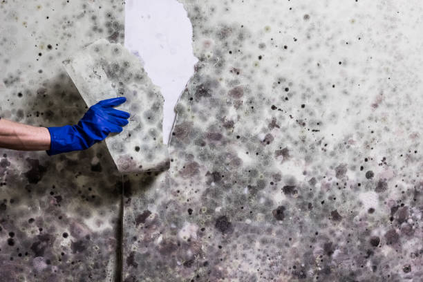 Best Residential Mold Removal  in Timberne, LA